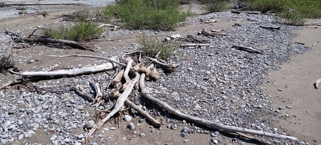 Treibholz sammeln und damit schöne Sachen basteln Treibholz sammeln und damit schöne Sachen basteln